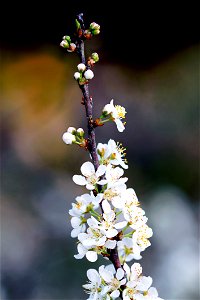 White Petaled Flower Photography