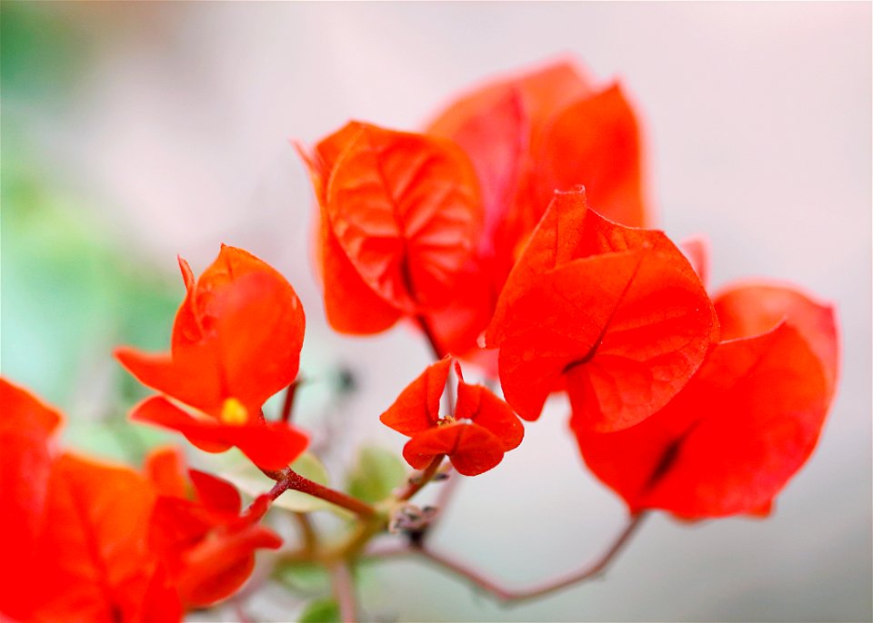 Red Flowers Photo