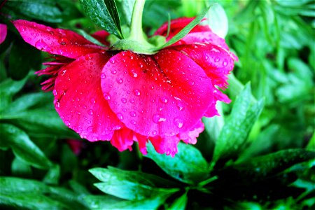 Pink Peony Flower In Closeup Photography photo