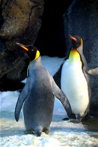 Closeup Photo Of Two Penguins photo