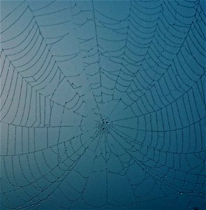 Closeup Photo Of Spider Web With Dew Drops photo
