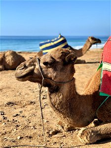 Camel Resting By The Shore photo