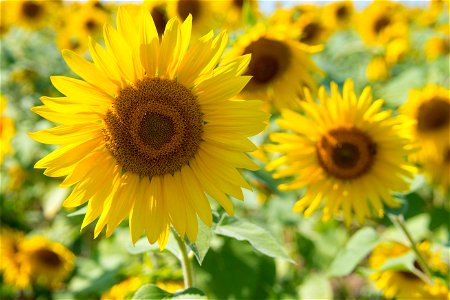 Sunflowers photo