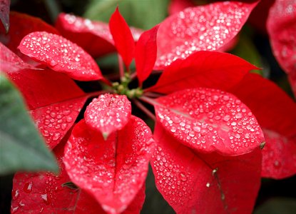 Closeup Photography Of Red Poinsettia With Water Droplets photo
