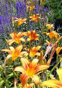Orange Daylily Flowers In Bloom