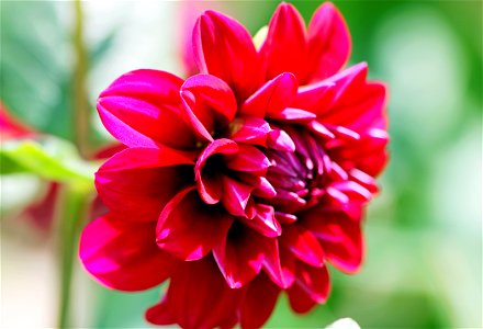 Selective Focus Photography Of Red Dahlia Flower photo