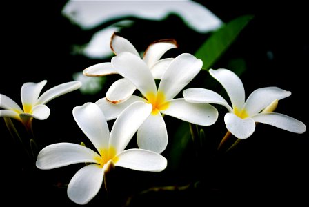 White Flowers photo