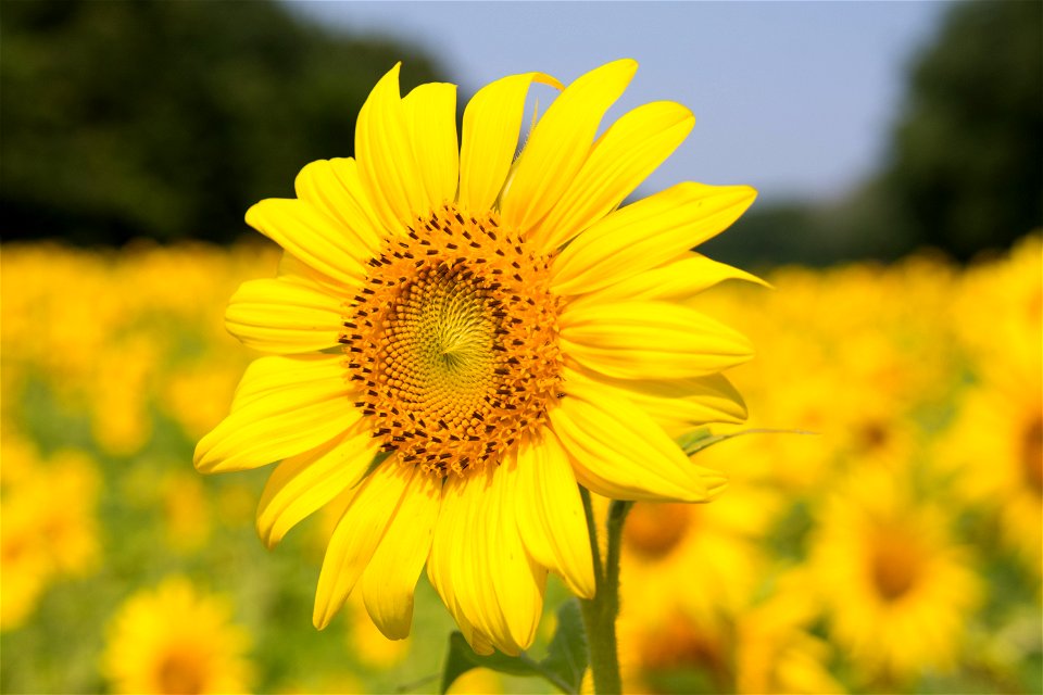 Sunflower Plant photo