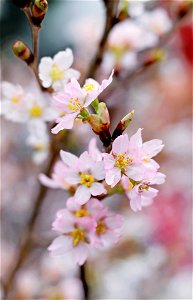 Closeup Photography Of Pink Cherry Blossoms photo