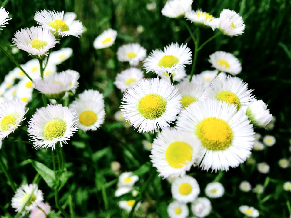 Asters Flowers photo