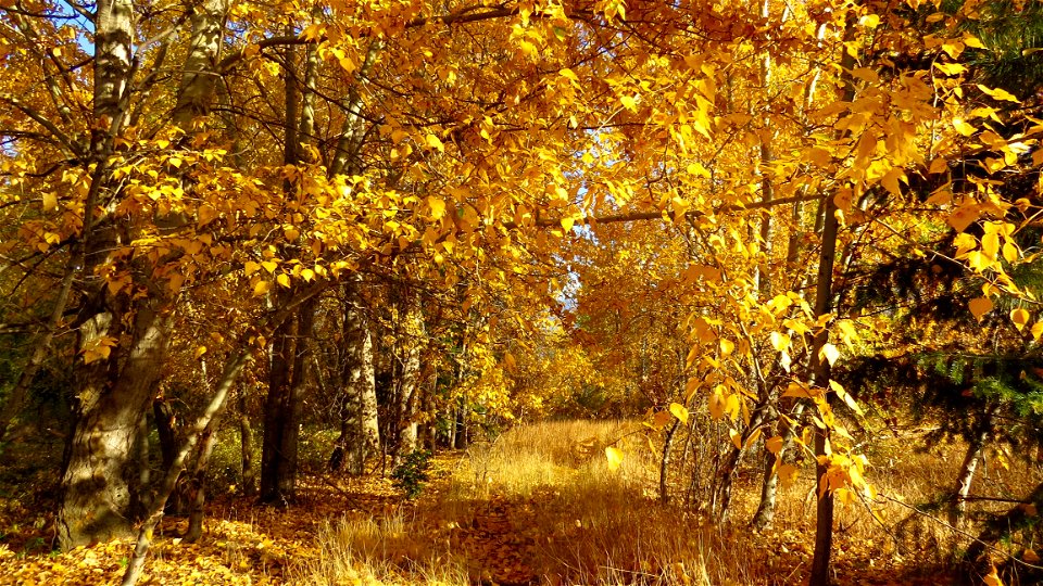 Yellow Trees At Day Time photo