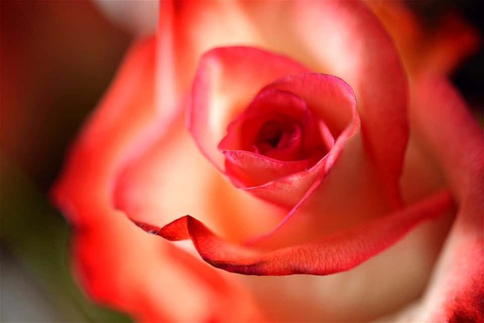 Pink Flowers Macro Photography