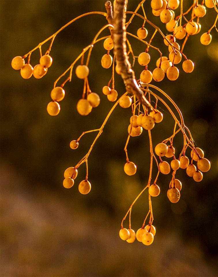 Round White Fruits photo