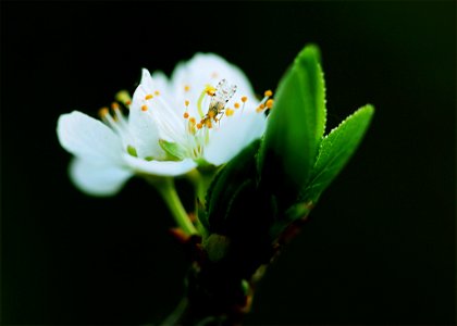 Close-up White Petaled Flower