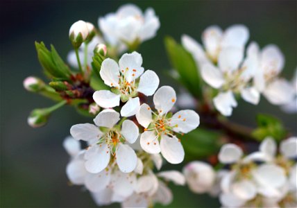 White Flowers