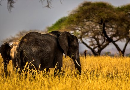 Black Elephant On Grass Field photo