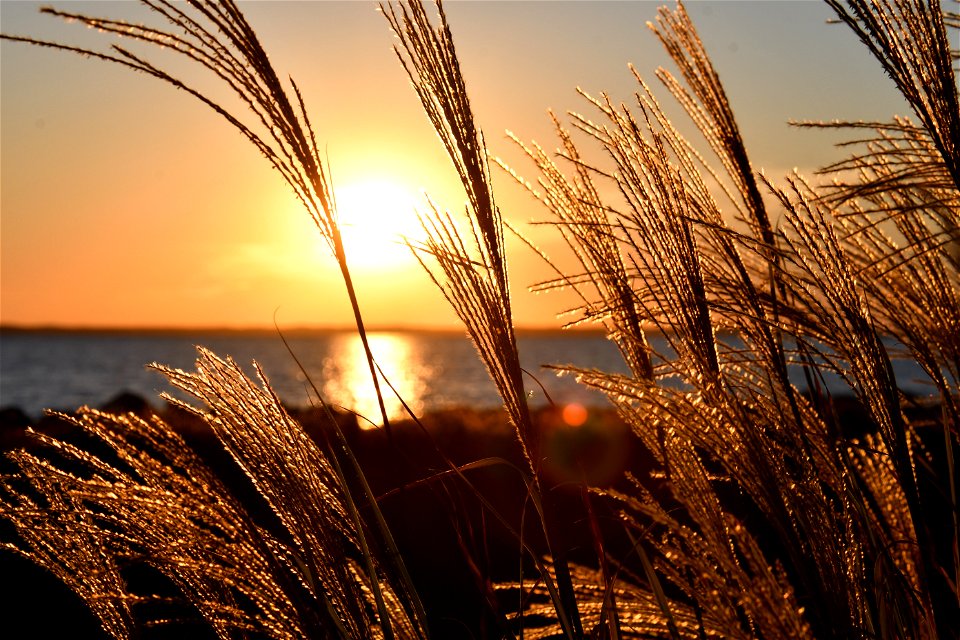 Closeup Photo Of Wheat During Golden Hour photo