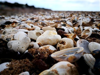 Seashell And White Stones On Seashore photo