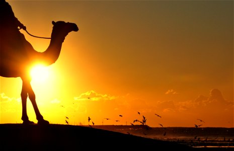 Silhouette Photography Of Man Riding Camel Overseeing Orange Sunset And Flock Of Birds photo