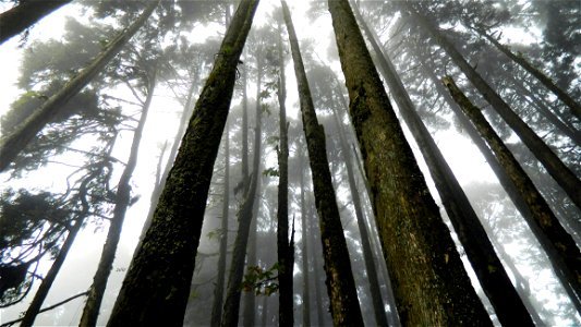 Japan Suicide Forest photo