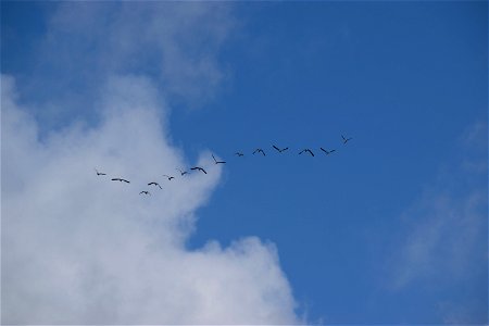 Flock Of Birds Flying photo