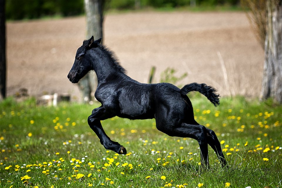 Black Horse Running On Grass Field With Flowers