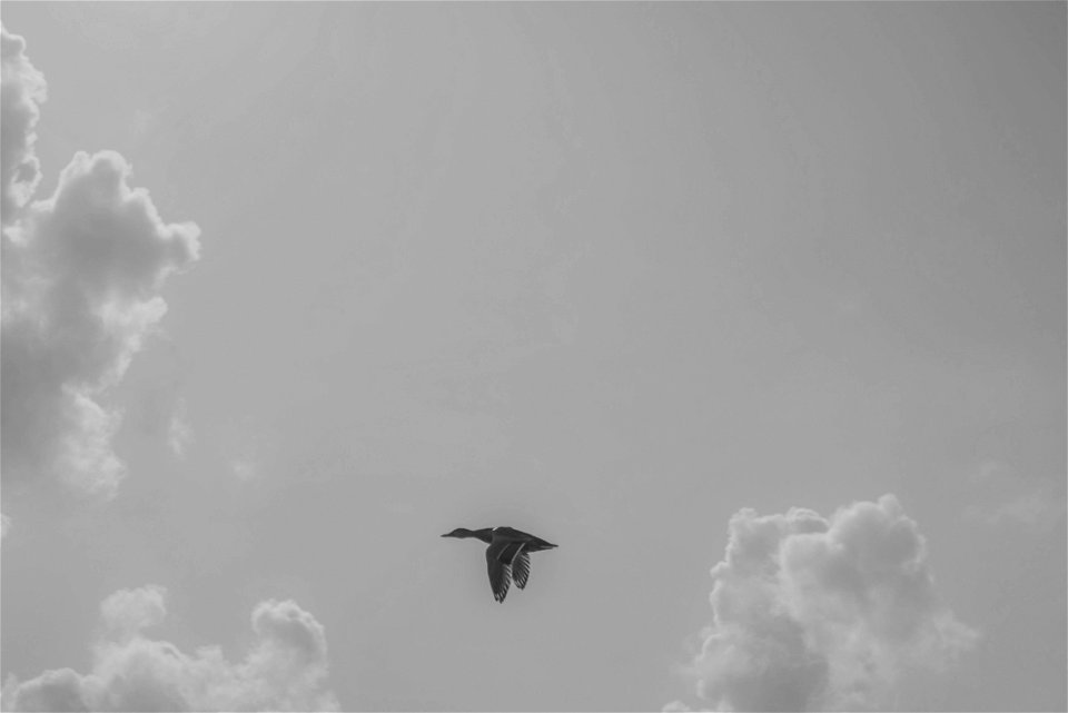 Black Goose Flying