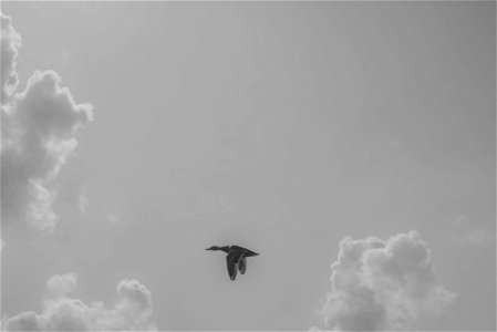 Black Goose Flying