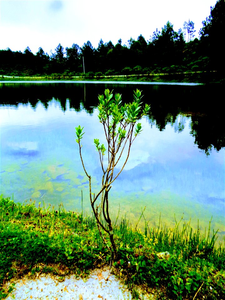 Green Leaf Plant Near Body Of Water