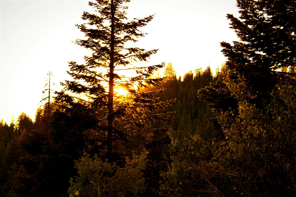 Tall Tree Between Yellow Leaf Trees During Golden Hour photo