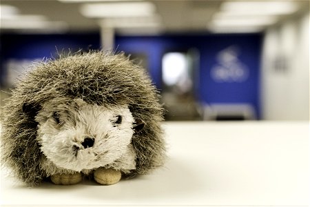 White And Gray Hedgehog Plush Toy On White Table Surface photo