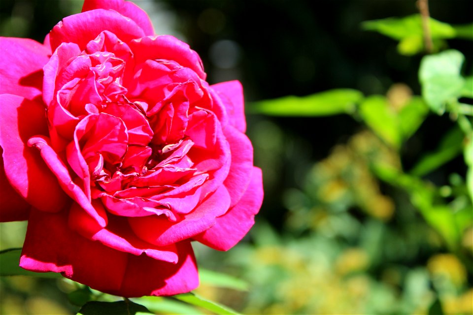 Shallow Focus Of Pink Rose