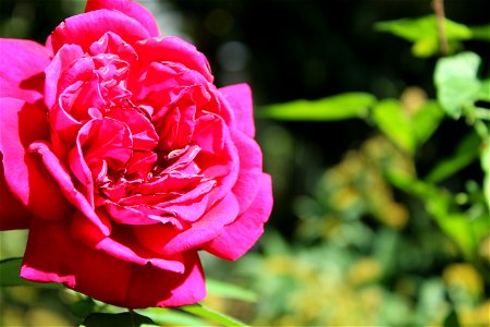 Shallow Focus Of Pink Rose photo