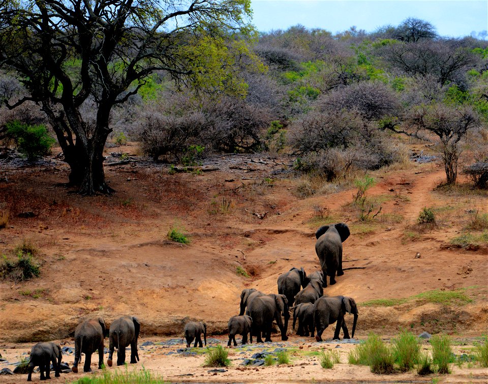 Elephants On Brown Mountain photo