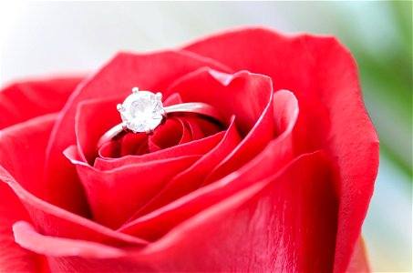 Silver Diamond Embed Ring On Red Rose photo