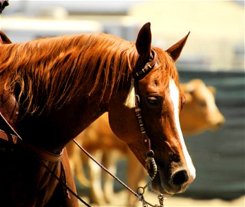 Animal Brown Cavalry photo