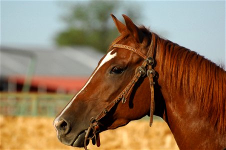 Close Up Photo Of A Brown Horse photo