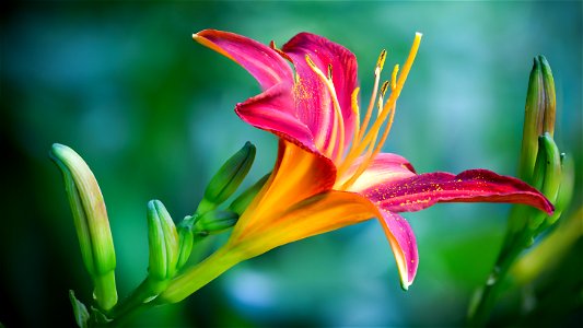 Pink And Yellow Lily Flower In Closeup Photo photo