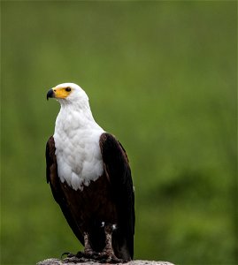 Depth Of Field Photography Of White And Brown Eagle Perching On Gray Stone photo