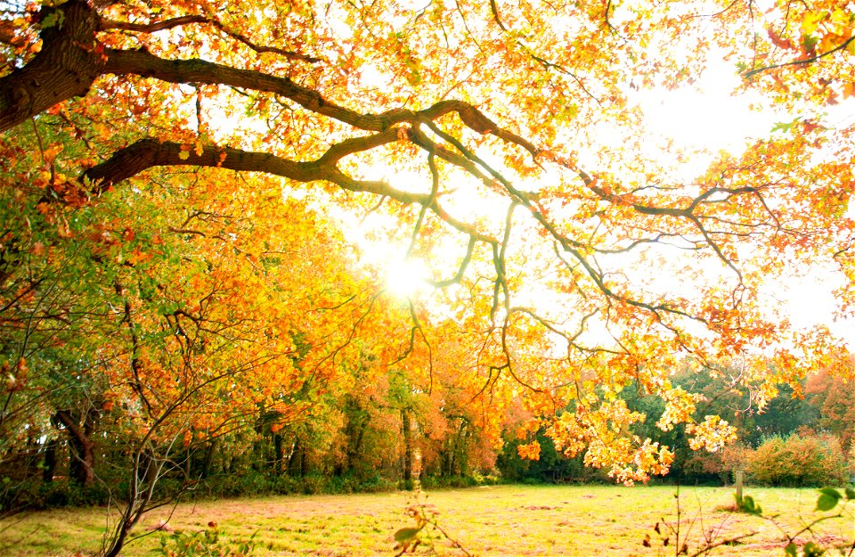 Yellow Leaves Tree On A Park
