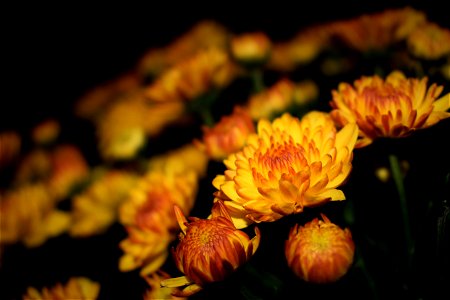 Selective Focus Photography Of Yellow Petaled Flower photo