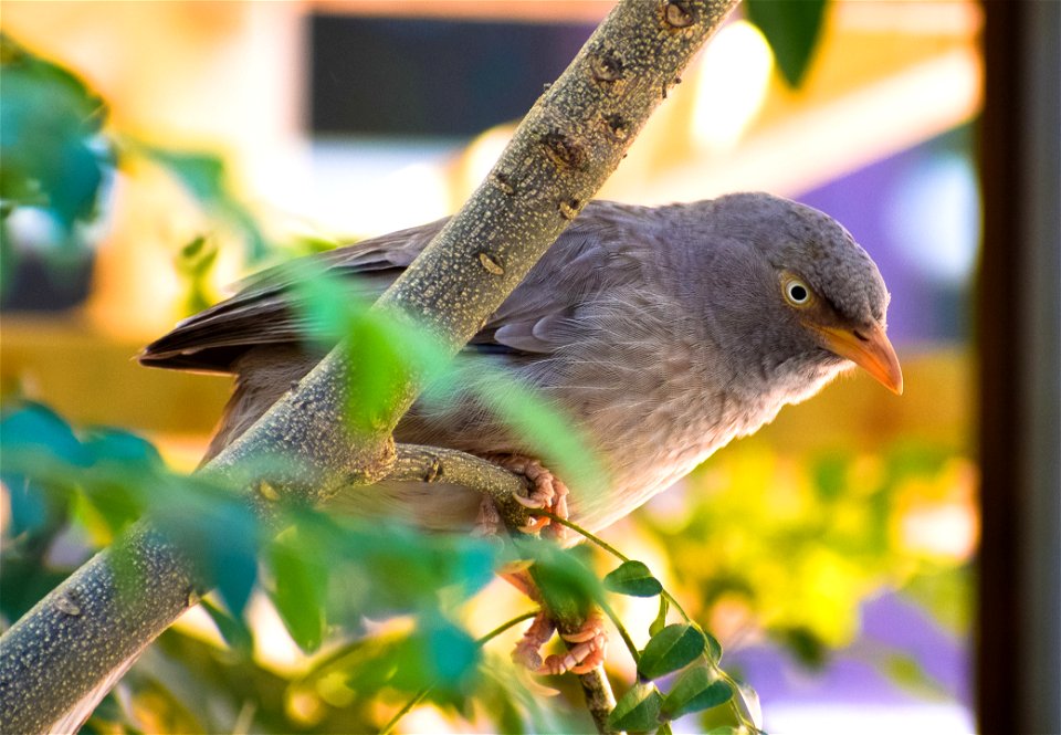 Gray Bird Perched On Tree Branch