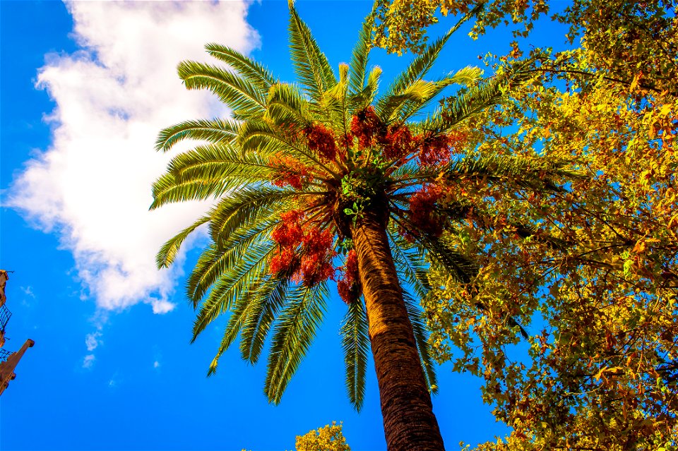 Brown And Green Palm Tree