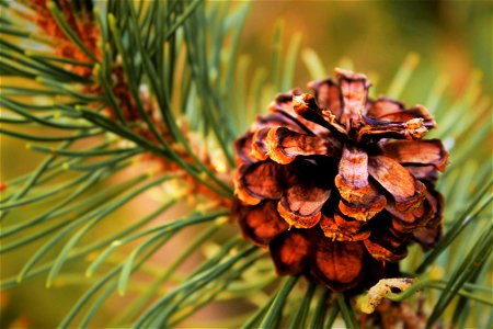 Selective Focus Photography Of Conifer Cone photo