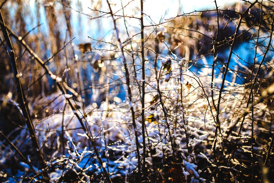 Branch In The Snow