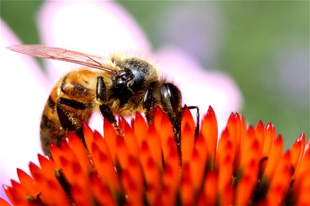 Close-up Photography Of Honeybee On Orange Petaled Flower photo