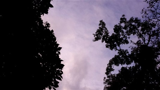 Low Angle Photography Of Silhouette Of Trees Under Calm Sky photo