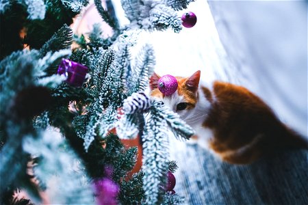 Cat Under The Christmas Tree photo