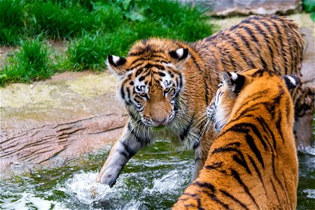 Siberian Tigers photo