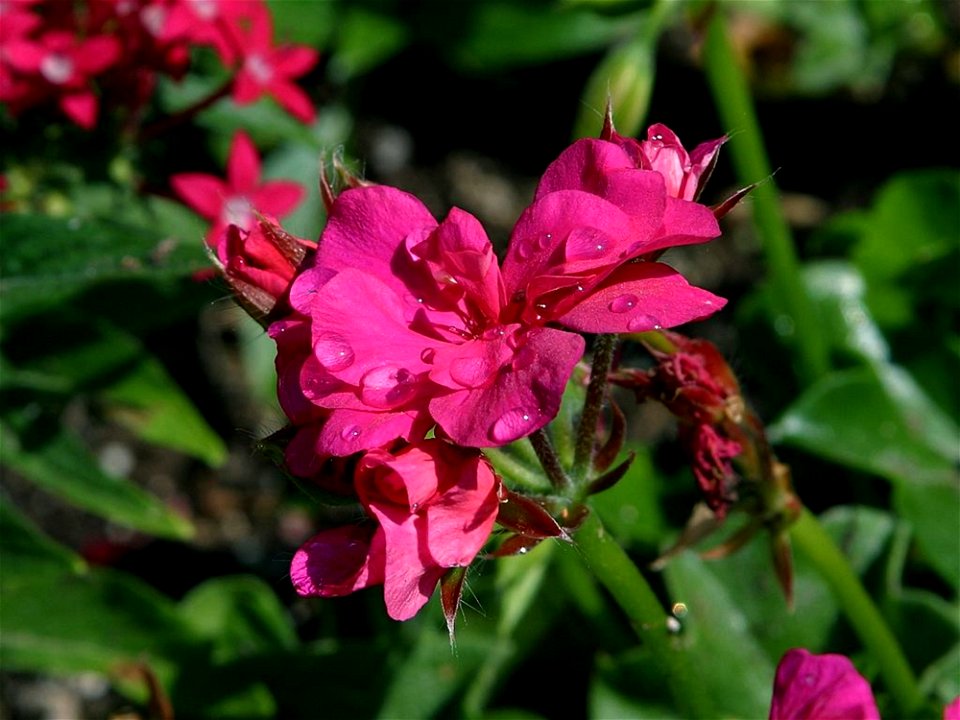 Flower 32